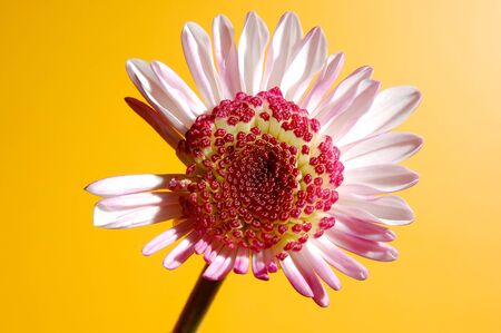 droop flowerの写真素材