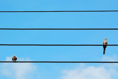 two birds on power wireの写真素材