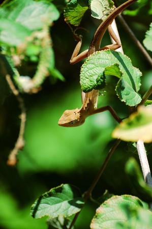 chameleon lean out of bushの写真素材