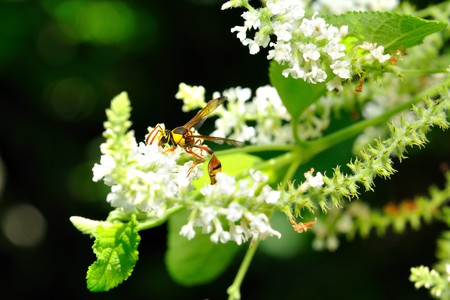 wasp feeding nectarの写真素材