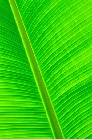 banan leafの写真素材