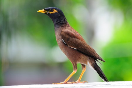 Common Mynaの写真素材