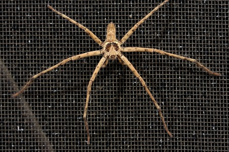 macro shot of big brown spider on dirty wire screen close up to head and eyes
