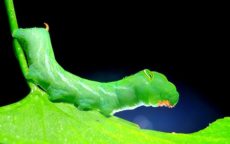 closeup green caterpillar in natureの写真素材