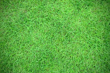 green grass with vignette