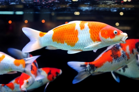 Beautiful fish in aquarium の写真素材