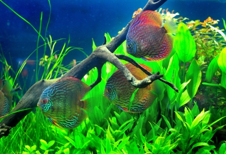 Beautiful fish in aquarium の写真素材