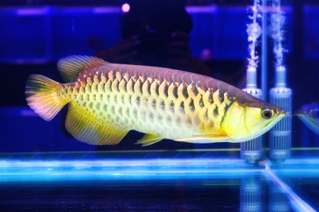 Beautiful fish in aquarium の写真素材