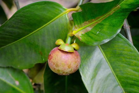 fresh Thai mangosteen on treeの写真素材