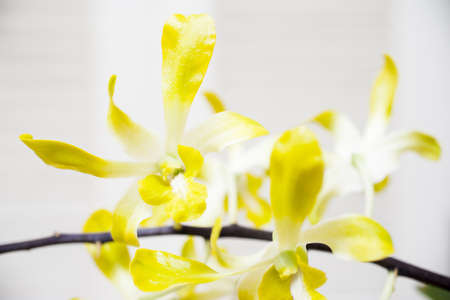 closeup blossom beautiful yellow-white orchid の写真素材
