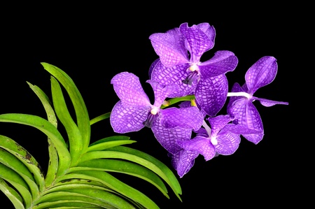 purple orchid isolate on black backgroundの写真素材