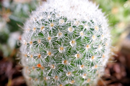 close up fresh cactus in flowerpotの写真素材