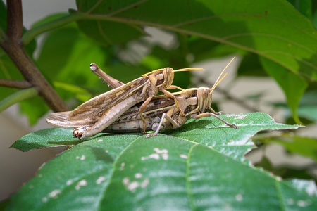 closeup two brown grasshoppers breedingの写真素材