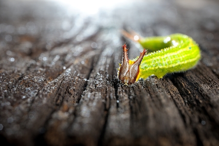 alone green worm, butterfly worm