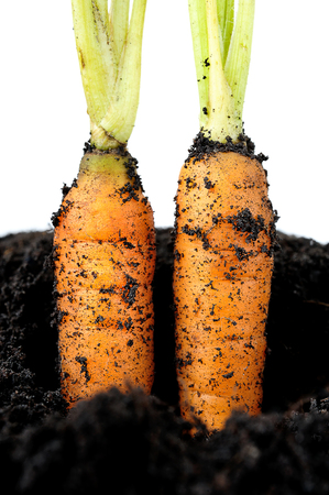 closeup baby carrots with soilの写真素材