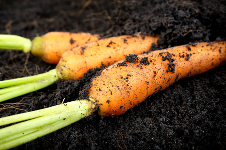 closeup baby carrots with soilの写真素材