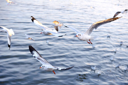 closeup seagulls action in nature