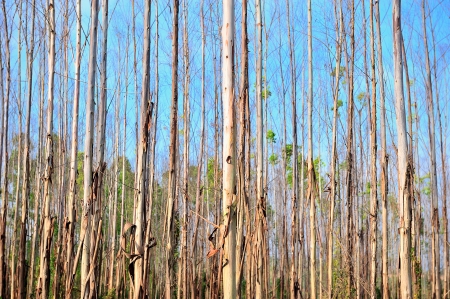 abstract tree in forest with blue skyの写真素材