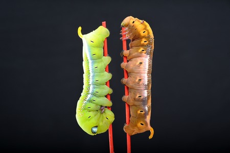 green and brown worms on black background, butterfly wormの写真素材