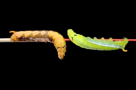 green and brown worms on black background, butterfly wormの写真素材