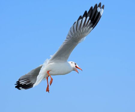 closeup seagulls action in natureの写真素材