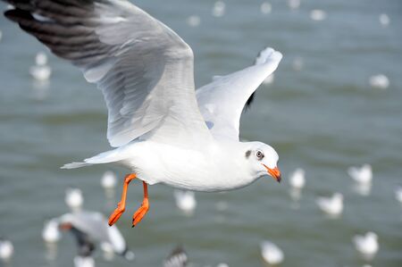 closeup seagulls action in natureの写真素材