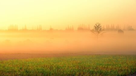 Silhouette of trees in mist in the morningの写真素材