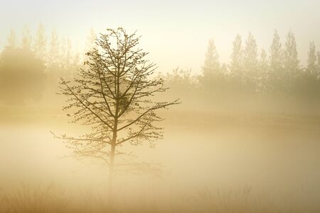 Silhouette of trees in mist in the morningの写真素材