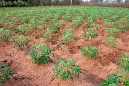 closeup cassava tree in Thailandの写真素材