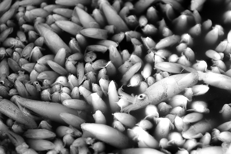 squids in the basin in black and whiteの写真素材