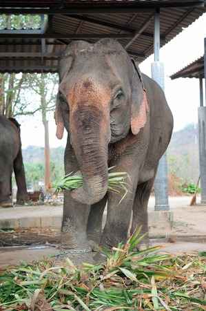 Elephant at safari park in Thailandの写真素材