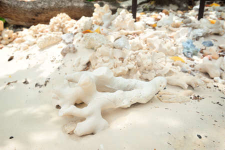 died sea coral on the beach, Thailandの写真素材
