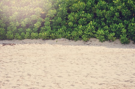 beach nature background in vintage styleの写真素材