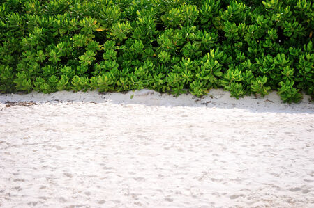 fresh beach nature background, white sand and green leafの写真素材