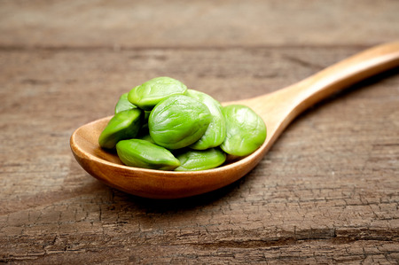 Parkia Speciosa, Tropical stinking edible beansの写真素材