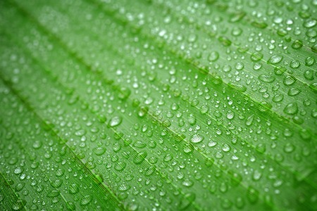 closeup water drop on green fresh banana leaf
