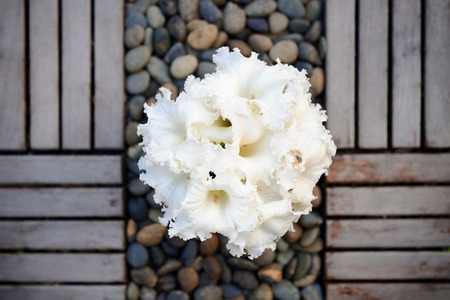 decoration vase with white flowers in the garden