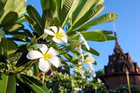 closeup white Plumeria on treeの写真素材