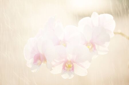 abstract out of focus orchid with lighting effect backgroundの写真素材