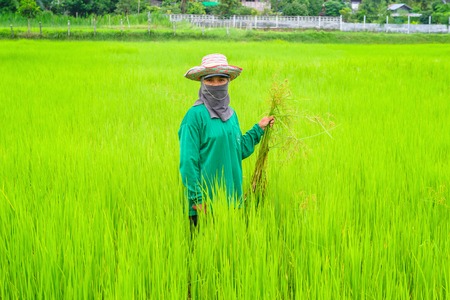 ROIET, THAILAND - AUGUST 13, 2014: Thai women farmer working in her paddy.のeditorial素材