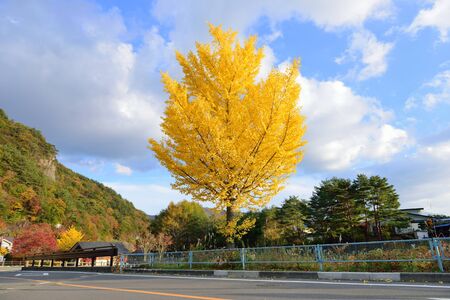 golden ginko tree in autumn