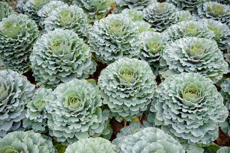 Ornamental cabbage in the garden