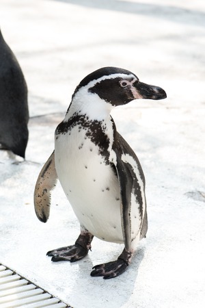 cute penguin in the zooの写真素材