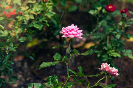 closeup pink rose in the gardenの写真素材