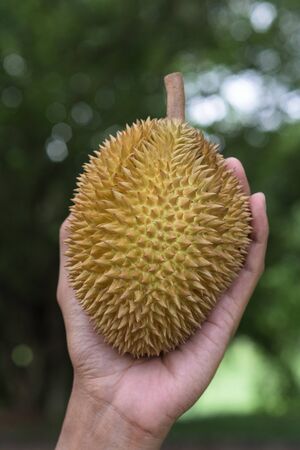 closeup very small durian fruit in hand