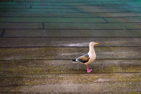 closeup seagull in Hokkaido, Japan.の写真素材