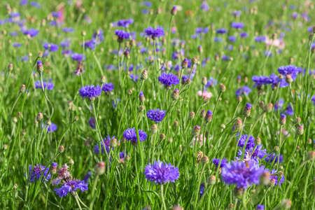 beautiful purple flowers blossom in the gardenの写真素材