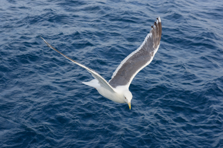 closeup seagull in Hokkaido, Japan.の写真素材