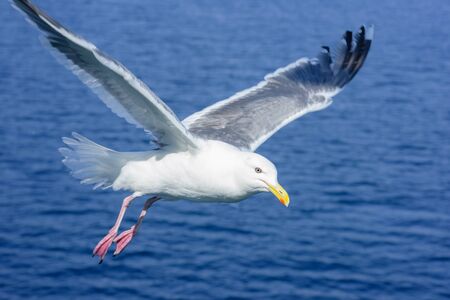 closeup seagull in Hokkaido, Japan.の写真素材