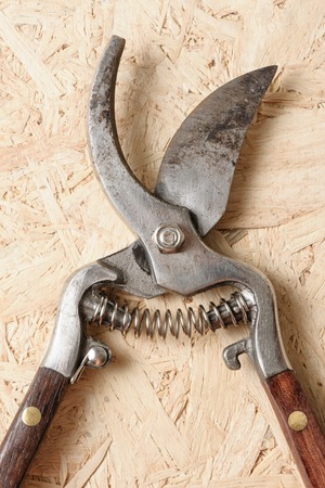 old pruning scissors isolated on wooden desk
